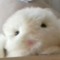 Gleb