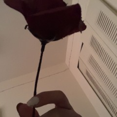 𝐘𝐞𝐬𝐞𝐧𝐢𝐚