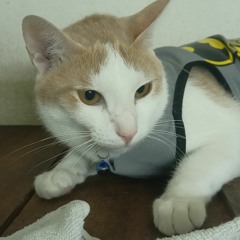 Nguyễn Hoàng Lực