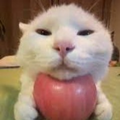 meow mix