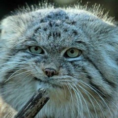 Manul