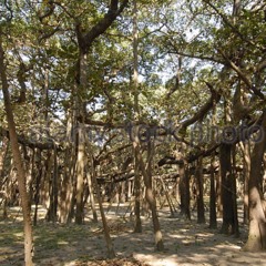 Rupanjana Chatterjee