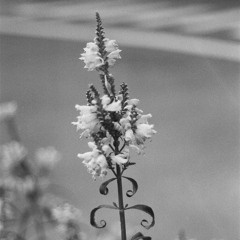 jean-baptiste bellebna