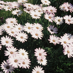 thomasokeeffe