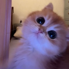 재연