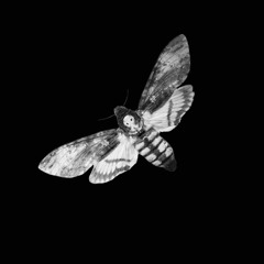 moth