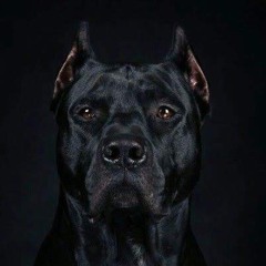 archer