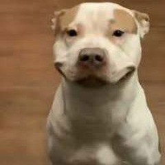 Princess the pitbull