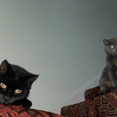 patten3