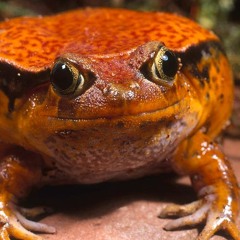 Frogman