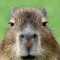 Lil capybara