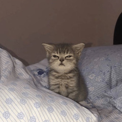 lil_kona