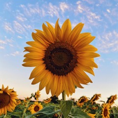 sunflower_sam