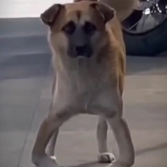 tungbeengdzainhatthegioi