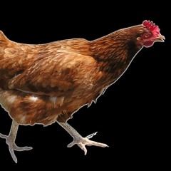 A poorly cropped chicken