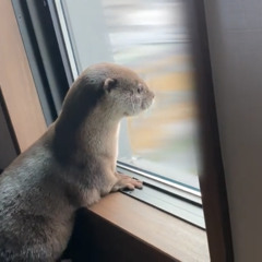 chipmunk