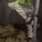 jak777