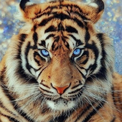 TigerGlock