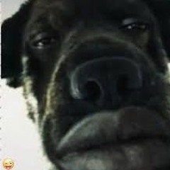 gooba
