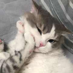kitkat