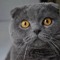 Котик