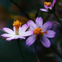 xRoze