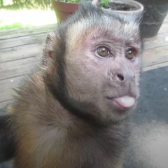 primate686293297679030