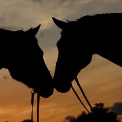 سـطـور مـن ذهـب