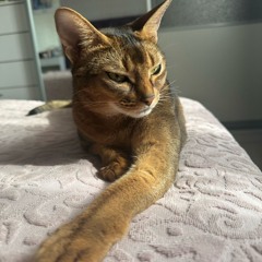 My cat