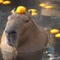 lil capybara