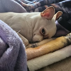 Zephyr7