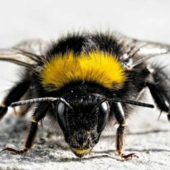 хахахахахаха