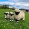 Sheepie