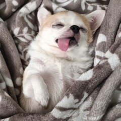 StopPlayingWithGorih