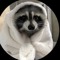 trash panda