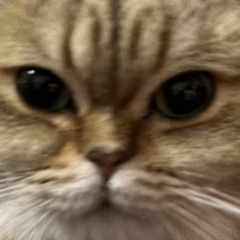 阿龙