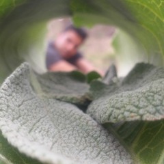 arash cheraghi