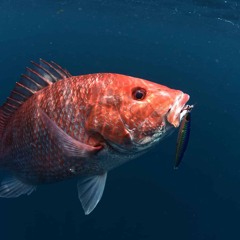 Red Fish