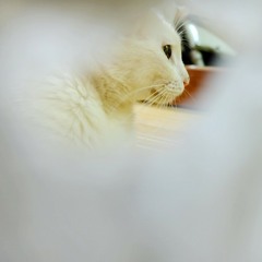 maiquoctoan :))