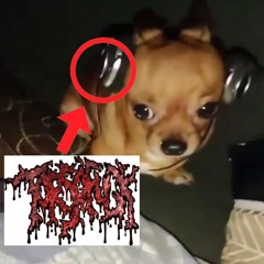 ☪︎𝑵𝑨𝒁𝒁☪︎