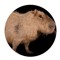 king Capybara