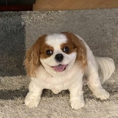 A Cute Dog