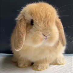 Linning@MonosoundStudio