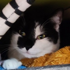 долгонедумал