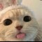 Cats_Sebix