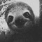 space sloth