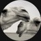 فراس