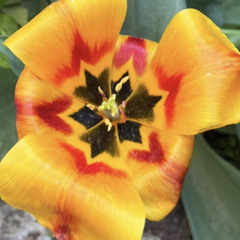 ኢወደለሁ ጀየገዘደ