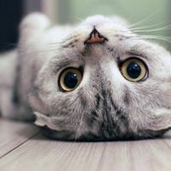 Алина Процик