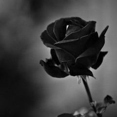 missrose